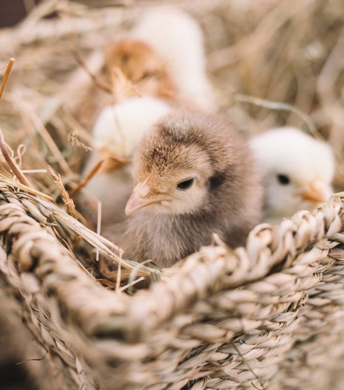 Close-up of fluffy chicks nestled together in a rustic basket with hay.