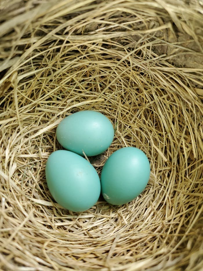 Close-up of vibrant blue bird eggs nestled securely in a straw nest.