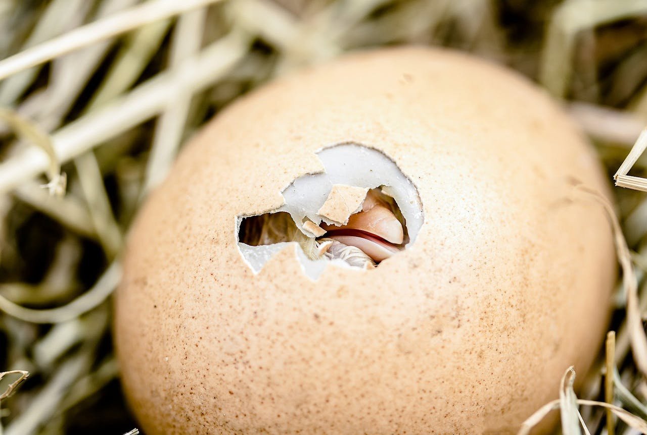 A close-up view of a chicken egg hatching in straw, highlighting new life emerging.