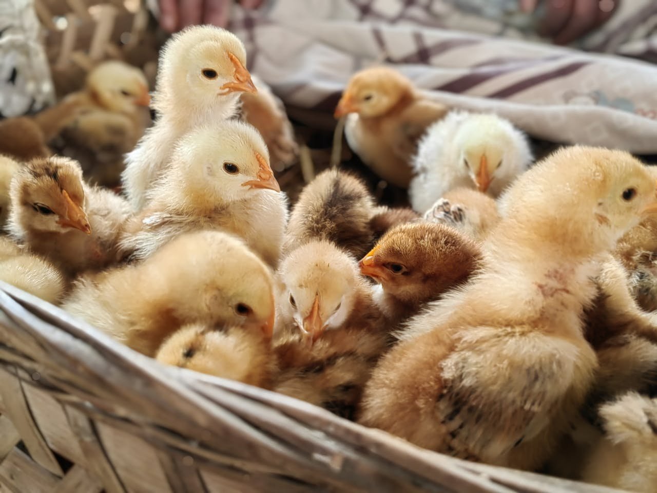 Close-up of fluffy yellow chicks in a basket, symbolizing new beginnings.