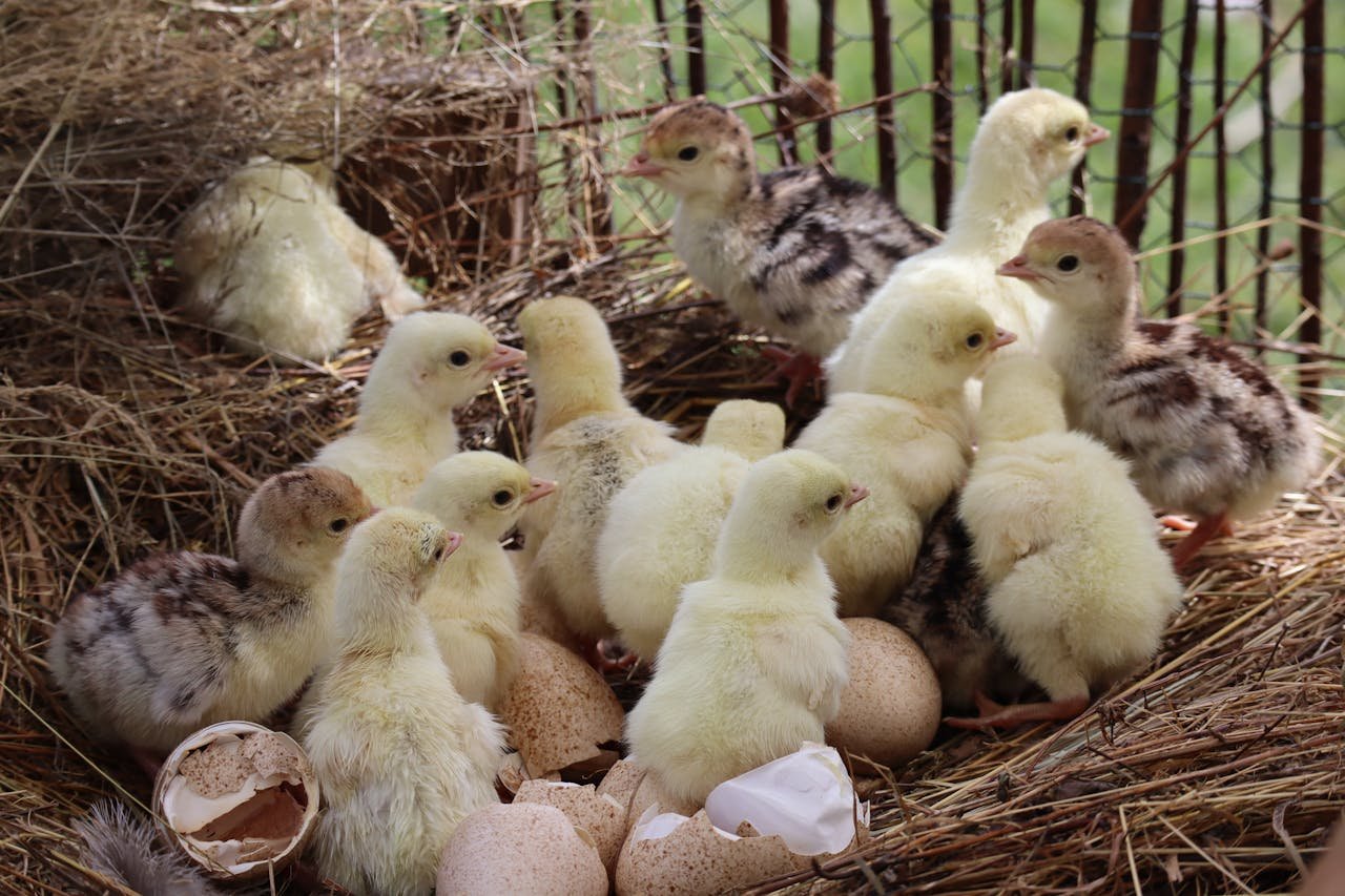 A group of fluffy newborn chicks huddled in a nest, showcasing the warmth of farm life.