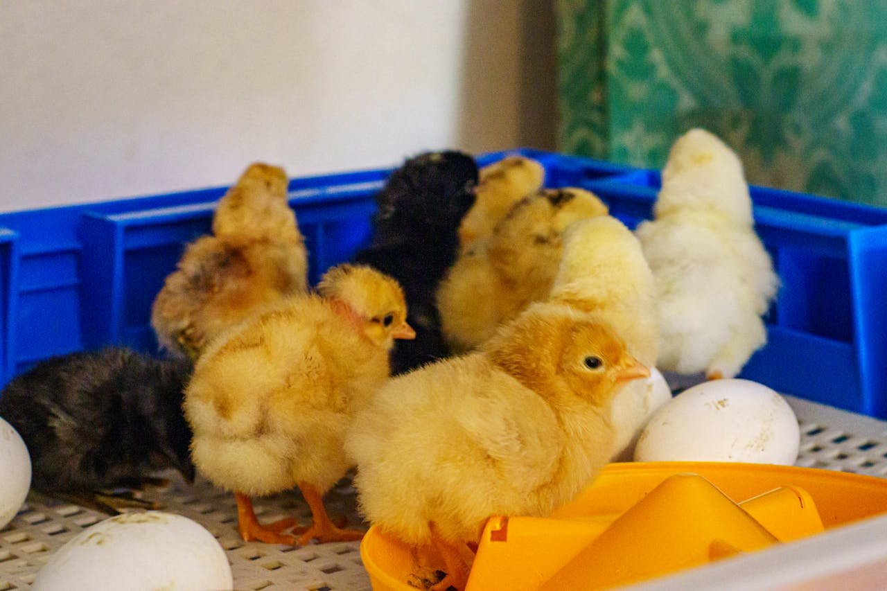Adorable chicks and eggs in an incubator setting, capturing a moment of life indoors.